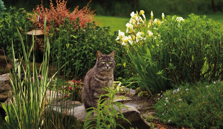 Learn the Risks of Plants to Cats & Dogs
