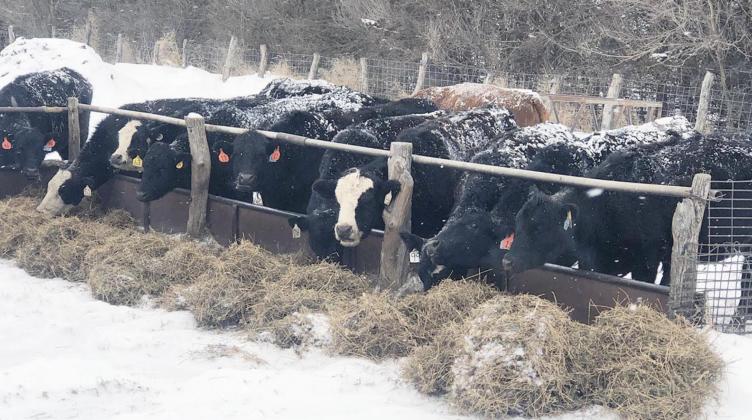 CATTLE have tough hides to deal with the cold, but they need to be fed hay to keep them going.