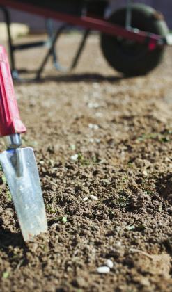What to Know About Reseeding or Replanting Your Lawn